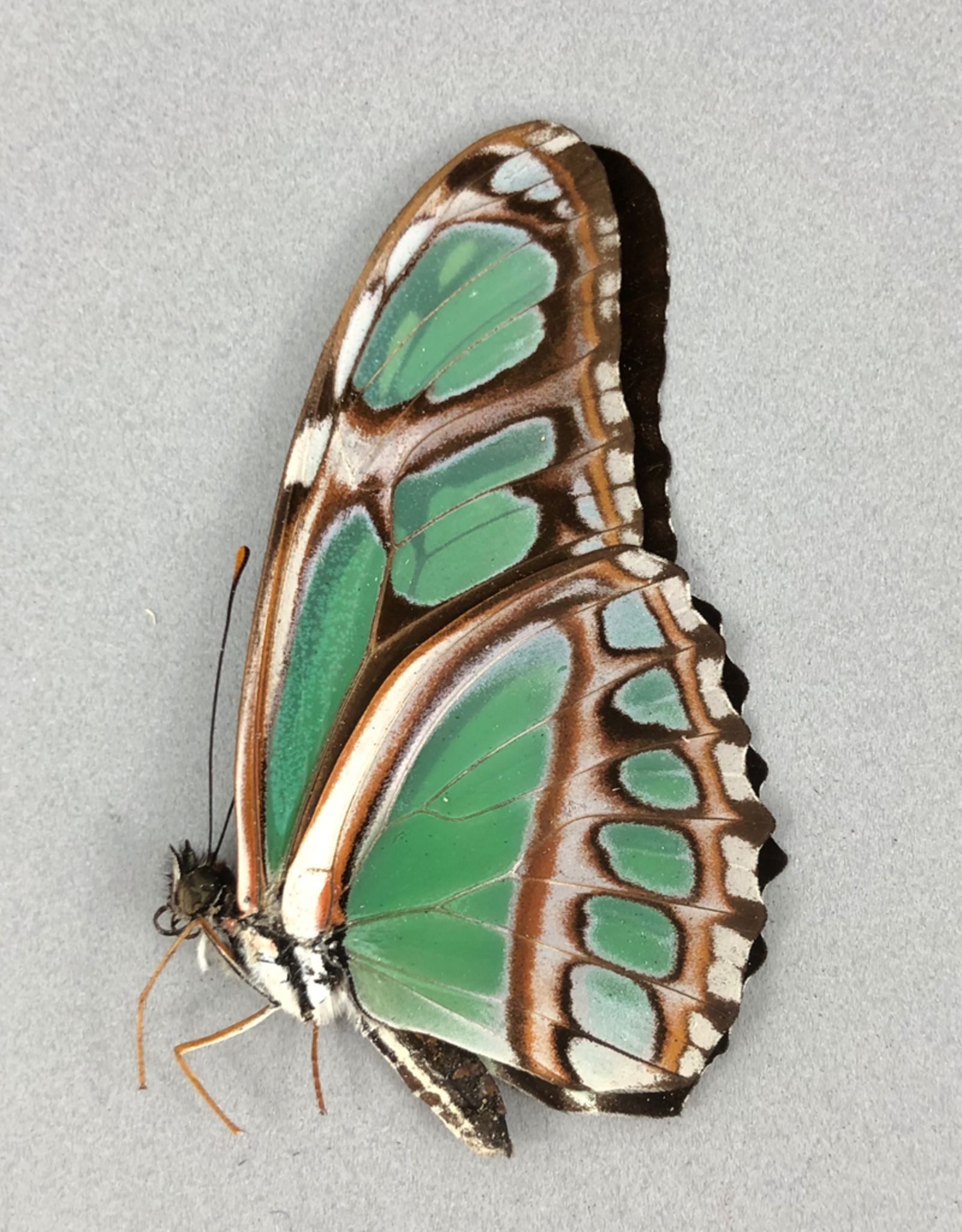 Philaethria (Metamorpha) dido M A1, Dep. de San Martino, Peru