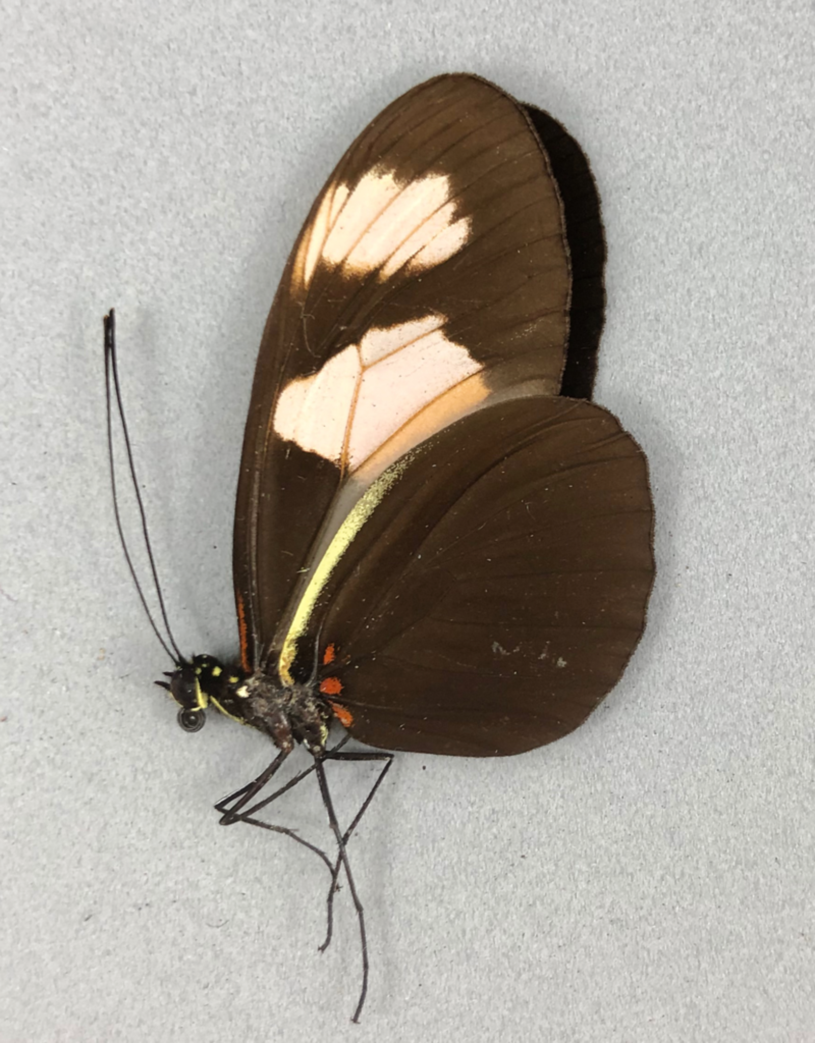 Heliconius melpomene xenoclea M A1 Peru