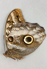 Caligo idomeneus idomenides PAIR A1 Upper Huallaga Valley, Peru