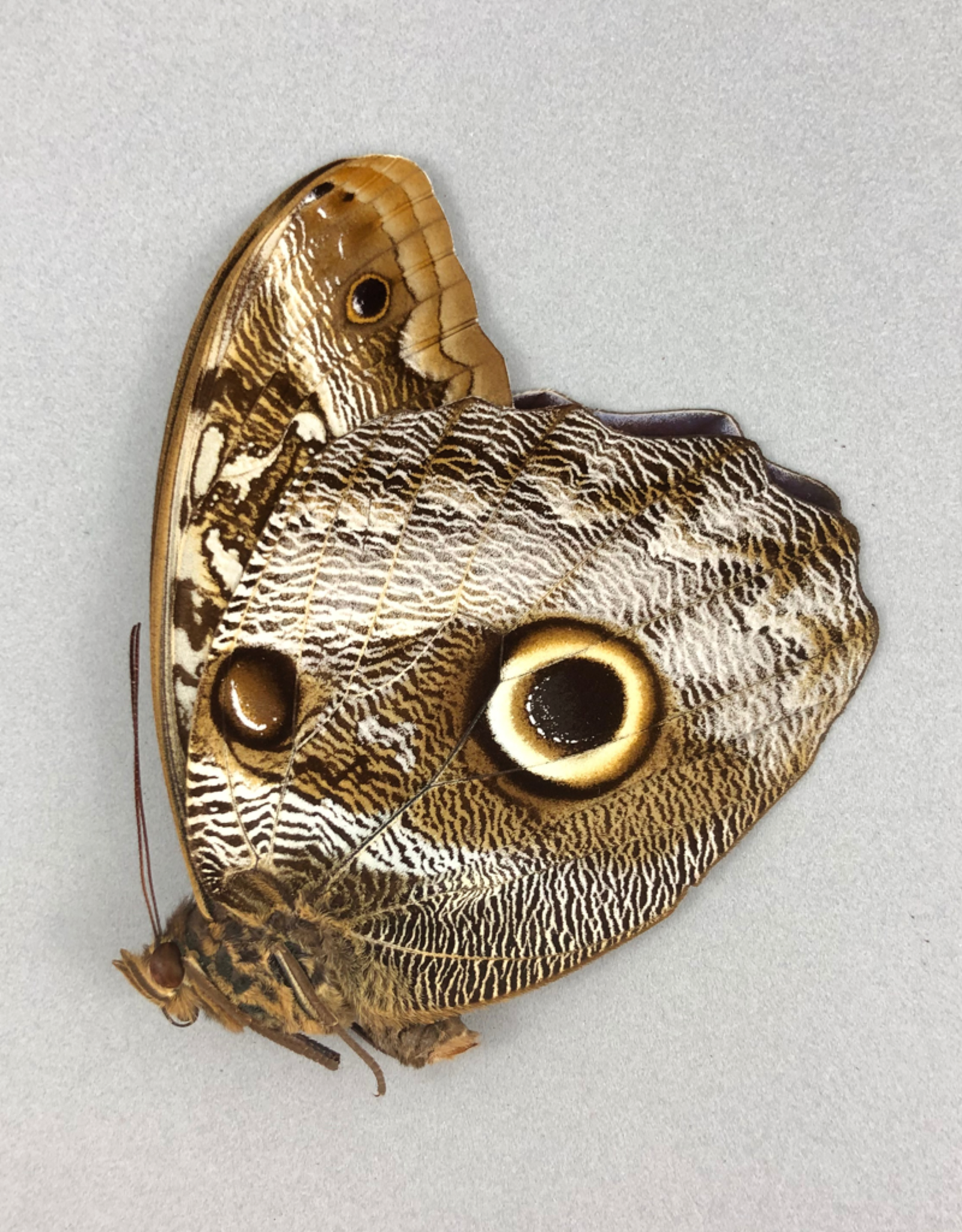 Caligo idomeneus idomenides PAIR A1 Upper Huallaga Valley, Peru