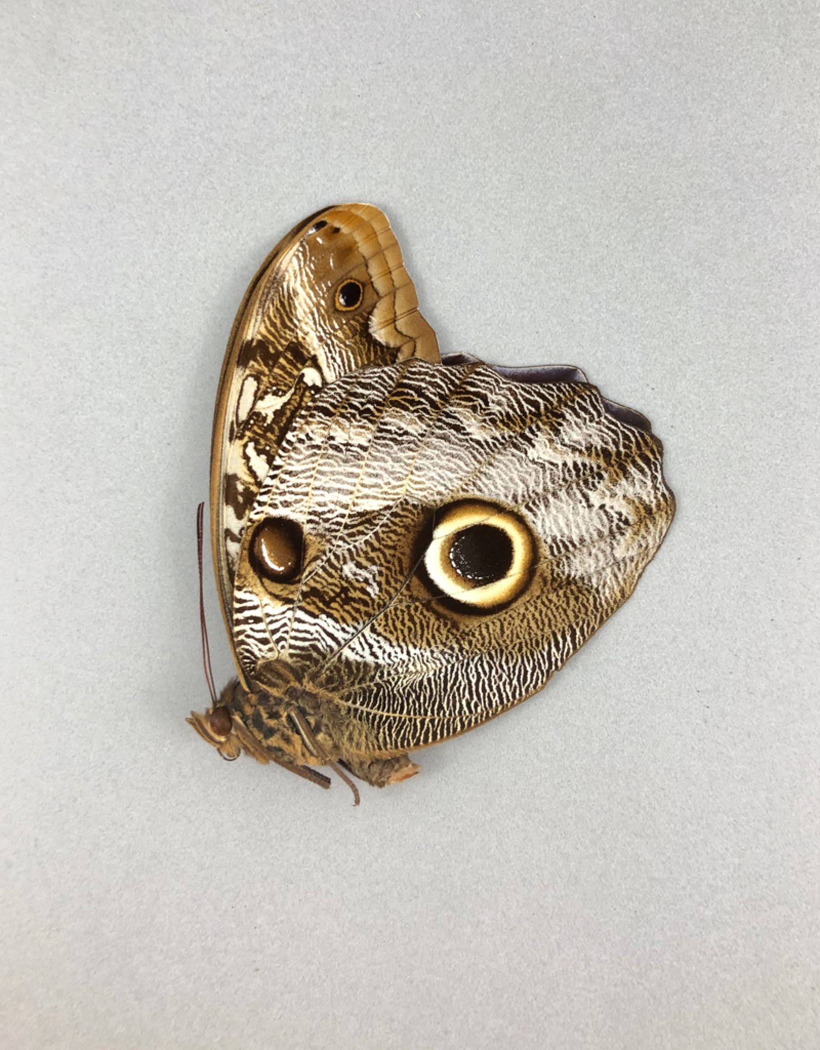 Caligo idomeneus idomenides PAIR A1 Upper Huallaga Valley, Peru