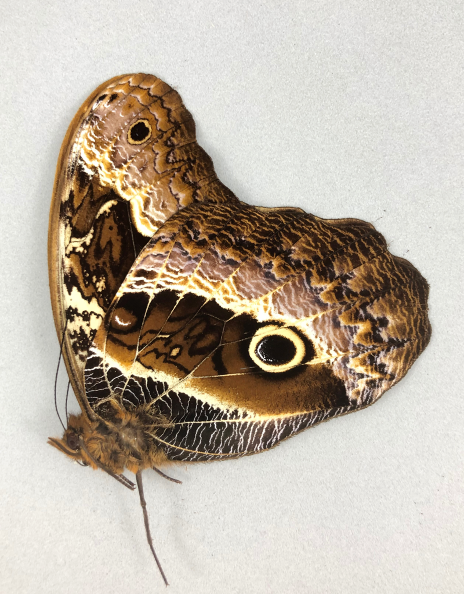 Caligo oberthuri M A1 Peru