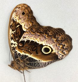 Caligo oberthuri M A1 Peru