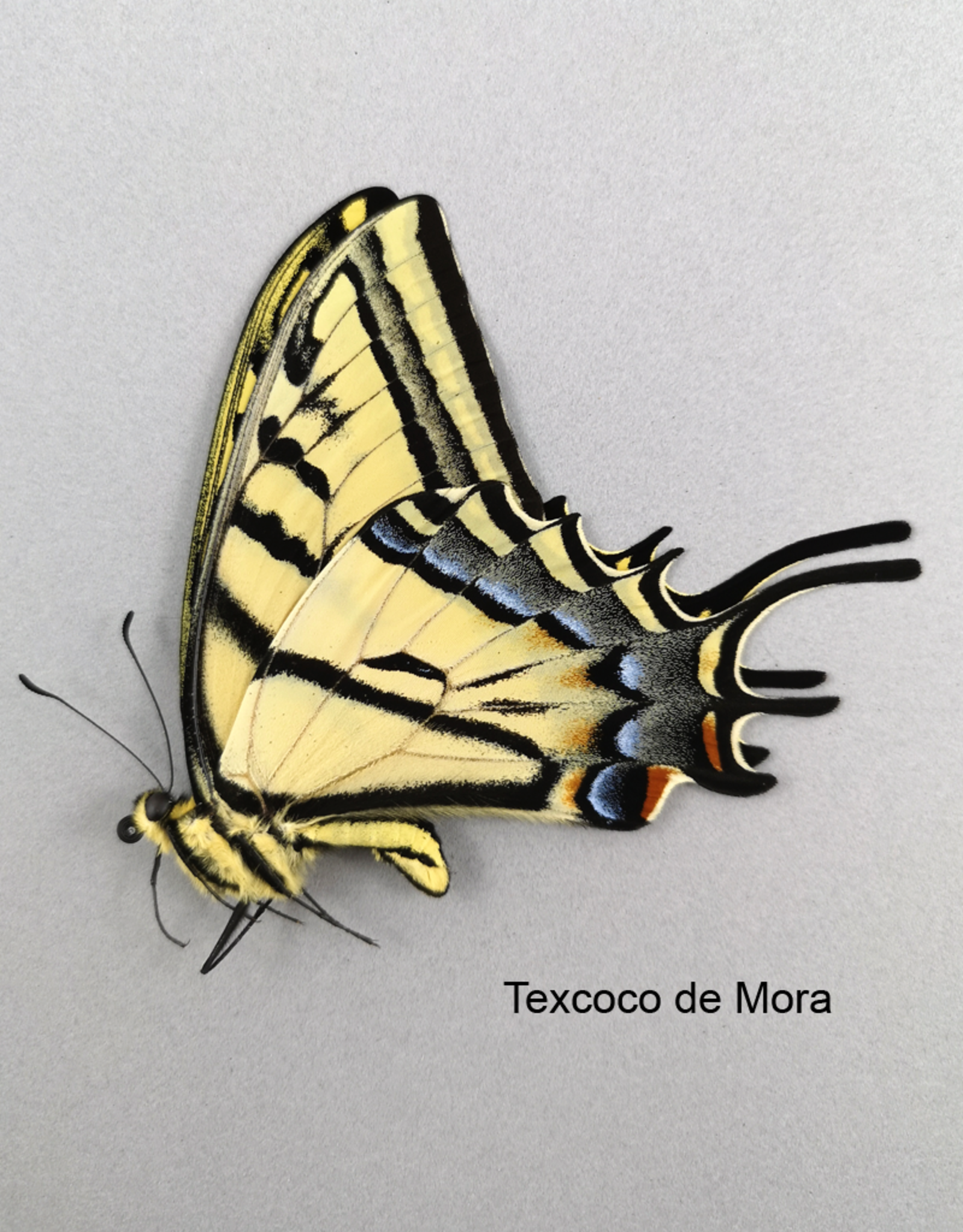 Papilio multicaudata grandiosus M A1 Mexico