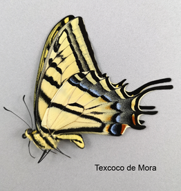 Papilio multicaudata grandiosus M A1/A1- Mexico