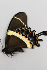 Papilio garamas garamas (baroni) M A1/A1- Mexico