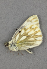 Pontia occidentalis occidentalis M A1 Canada