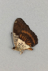 Cethosia lamarki M A1 Sumatra, Indonesia