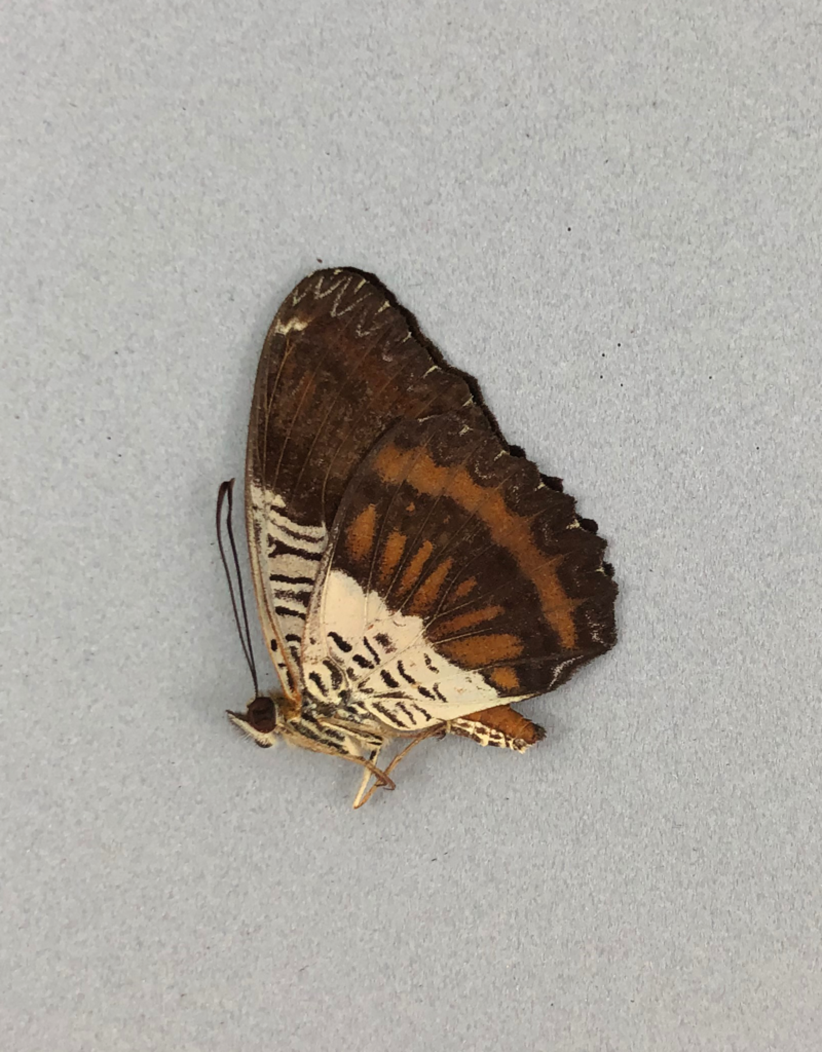 Cethosia lamarki M A1 Sumatra, Indonesia