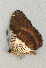 Cethosia lamarki M A1 Sumatra, Indonesia