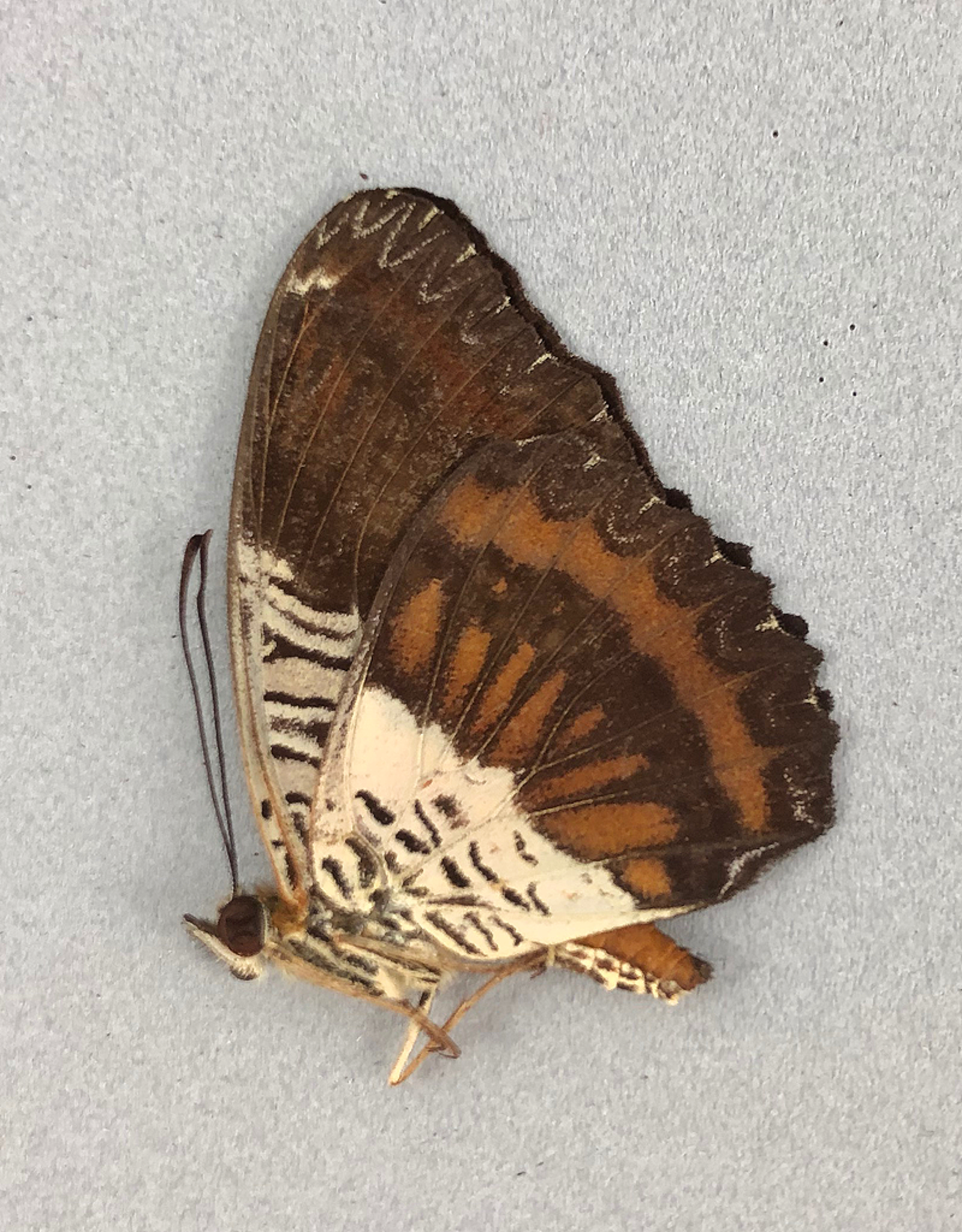 Cethosia lamarki M A1 Sumatra, Indonesia