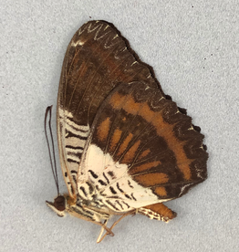 Cethosia lamarki M A1 Sumatra, Indonesia