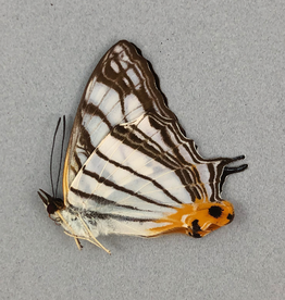 Cyrestis maenalis negros M A1 Philippines