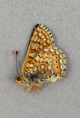 Euphydryas aurinia bulgarica A1/A1- Turkey