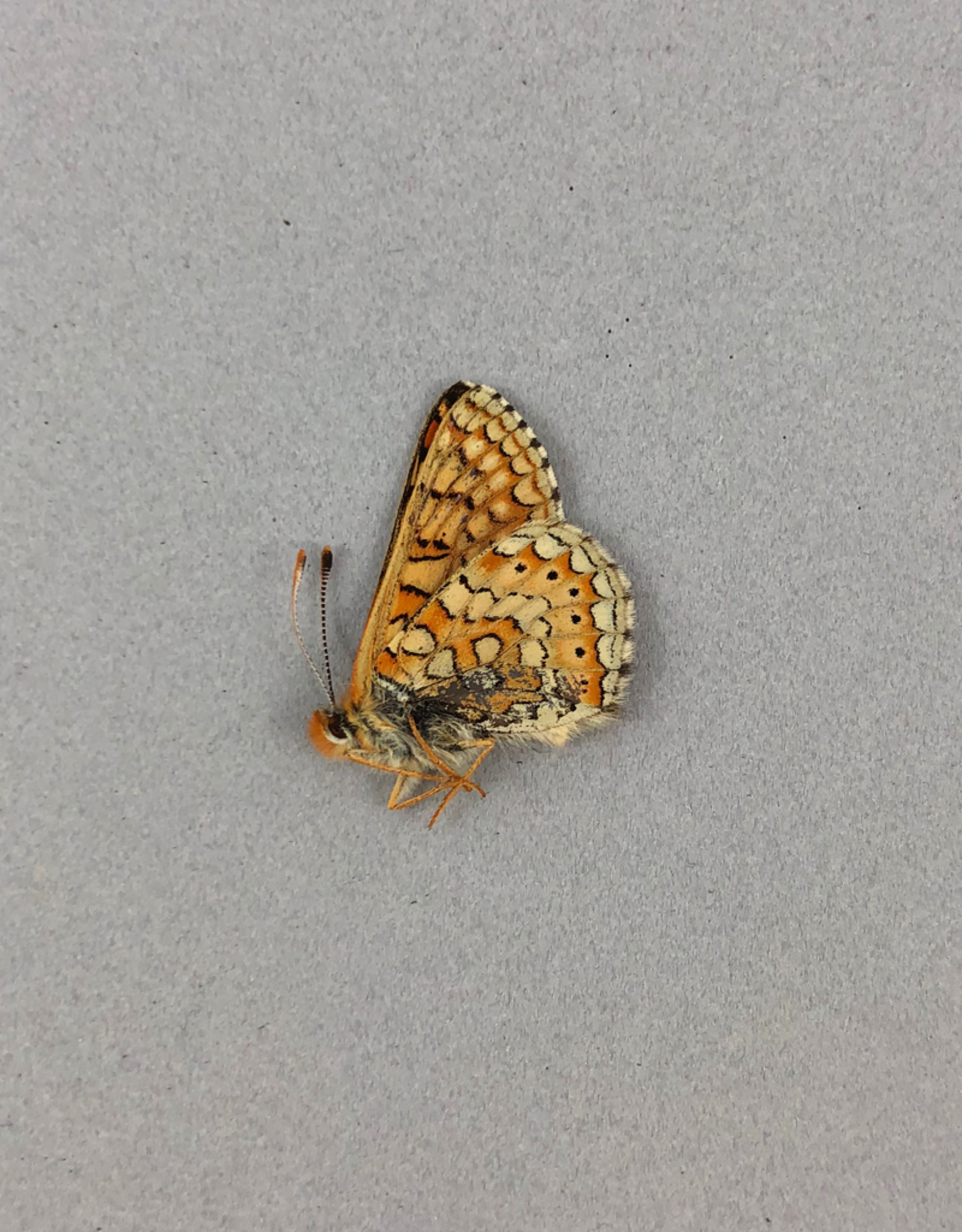 Euphydryas aurinia bulgarica A1 Turkey