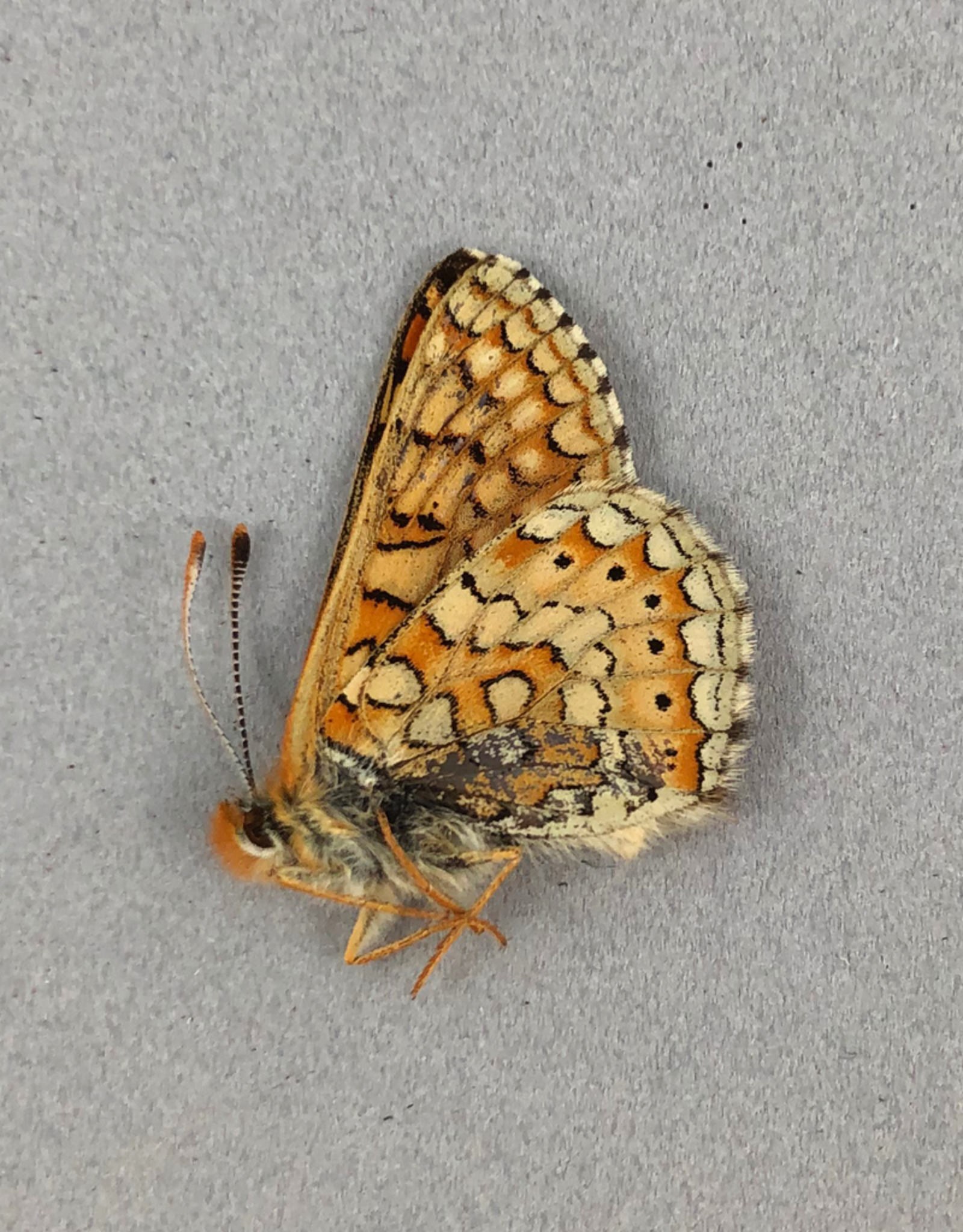 Euphydryas aurinia bulgarica A1 Turkey