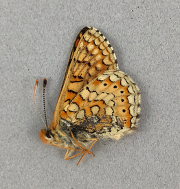 Euphydryas aurinia bulgarica A1 Turkey