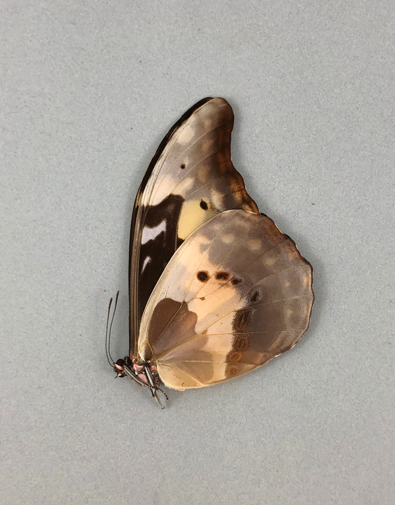 Morpho rhetenor helena F A1 Peru DWARF - Butterfly Art Inc.