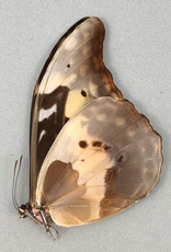 Morpho rhetenor helena F A1 San Martin, Peru DWARF