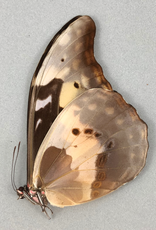 Morpho rhetenor helena F A1 Upper Huallaga Valley, Peru DWARF