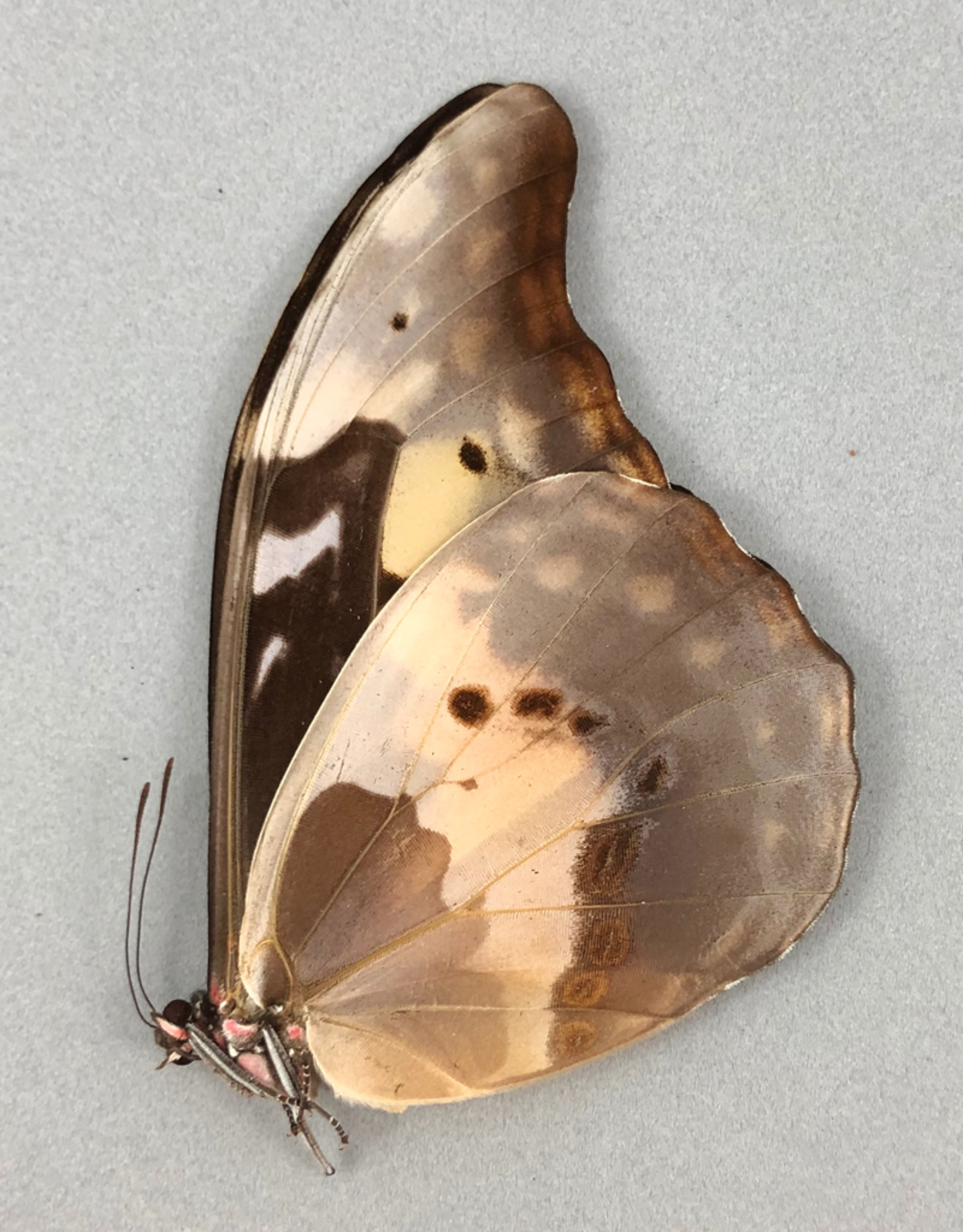 Morpho rhetenor helena F A1 Upper Huallaga Valley, Peru DWARF