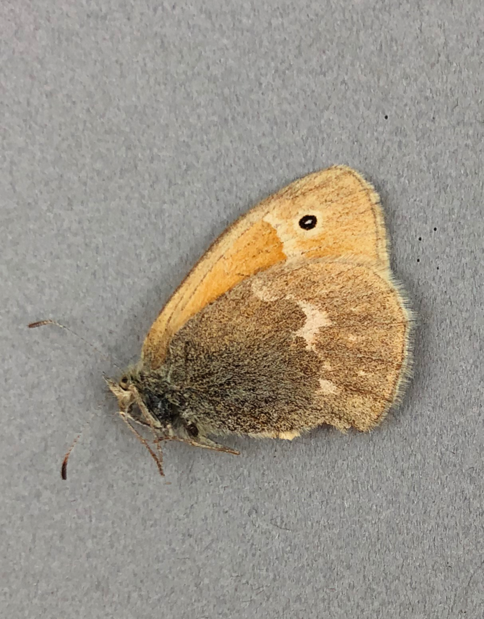 Coenonympha inornata benjamini M A1 Alberta, Canada