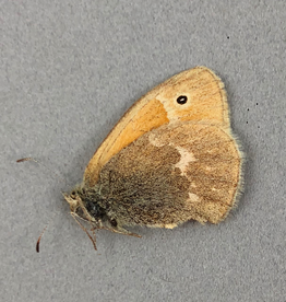 Coenonympha inornata benjamini M A1 Alberta, Canada