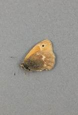 Coenonympha inornata benjamini M A1 Alberta, Canada