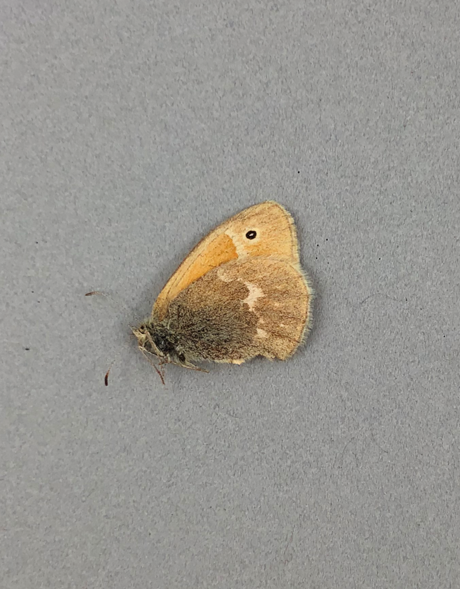 Coenonympha inornata benjamini M A1 Alberta, Canada