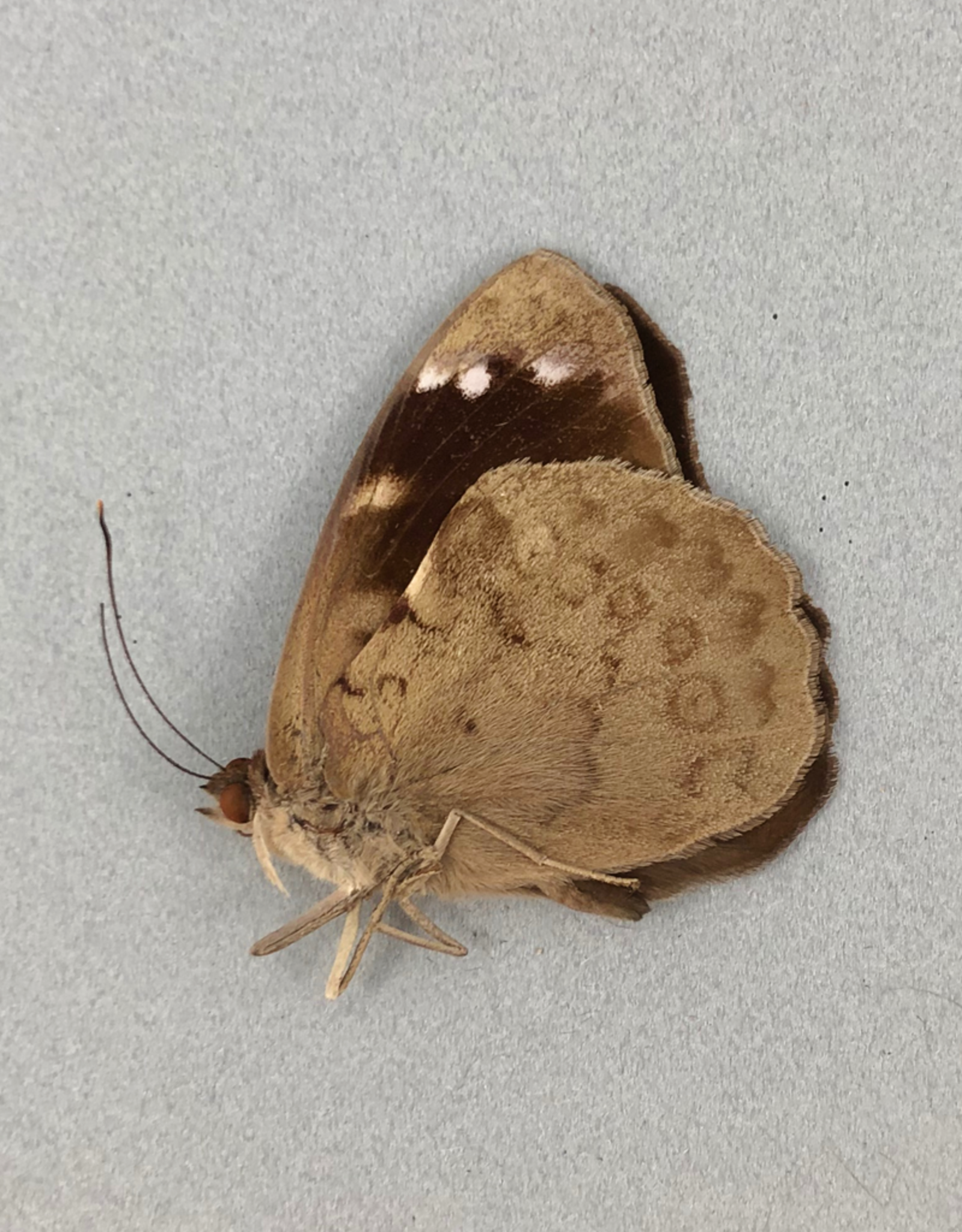 Eunica bechina M A1 Upper Huallaga Valley, Peru
