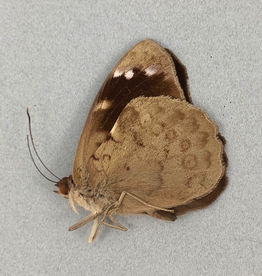 Eunica bechina M A1 Upper Huallaga Valley, Peru