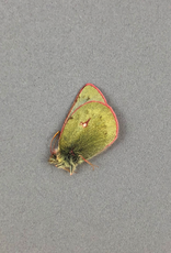 Colias nastes streckeri PAIR A1 Alberta, Canada