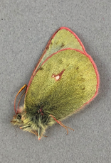 Colias nastes streckeri PAIR A1 Alberta, Canada