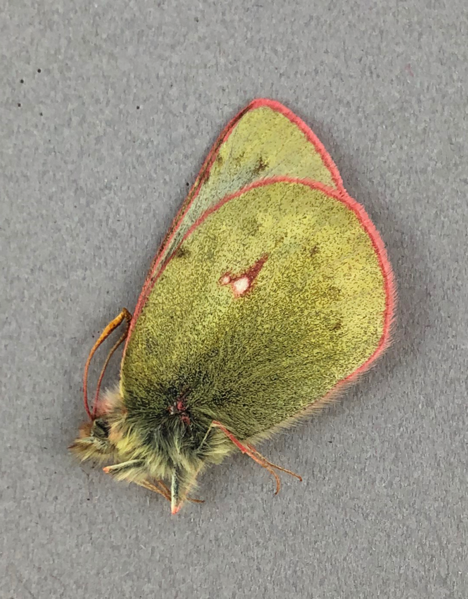 Colias nastes streckeri PAIR A1 Alberta, Canada