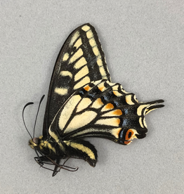 Papilio zelicaon M A1 Alberta, Canada
