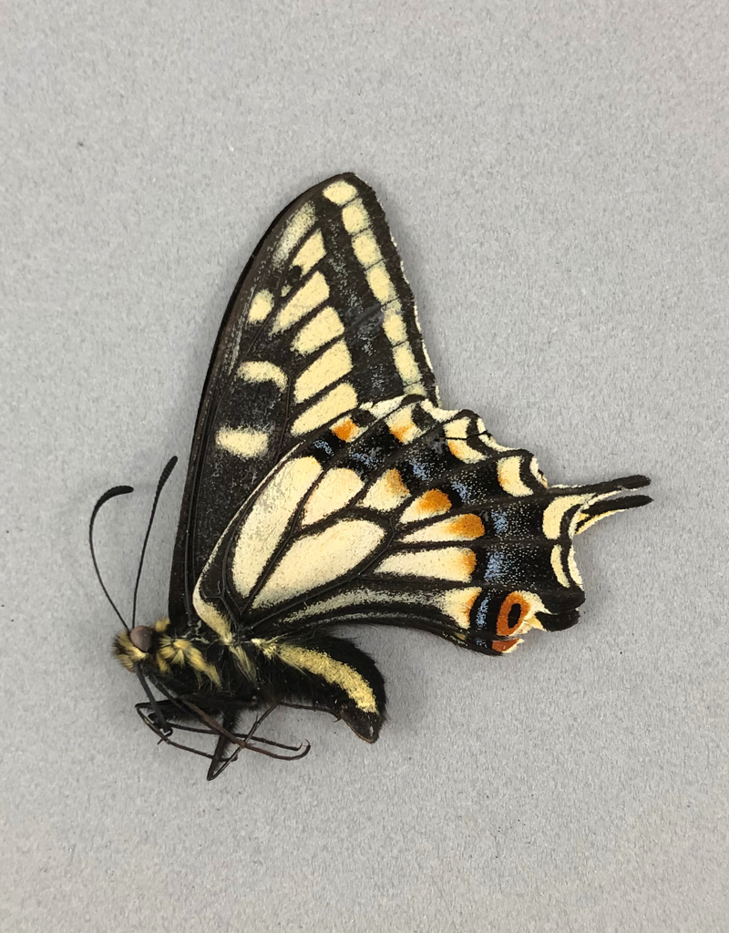 papilio-zelicaon-m-a1-alberta-