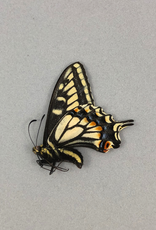 Papilio zelicaon M A1 Alberta, Canada