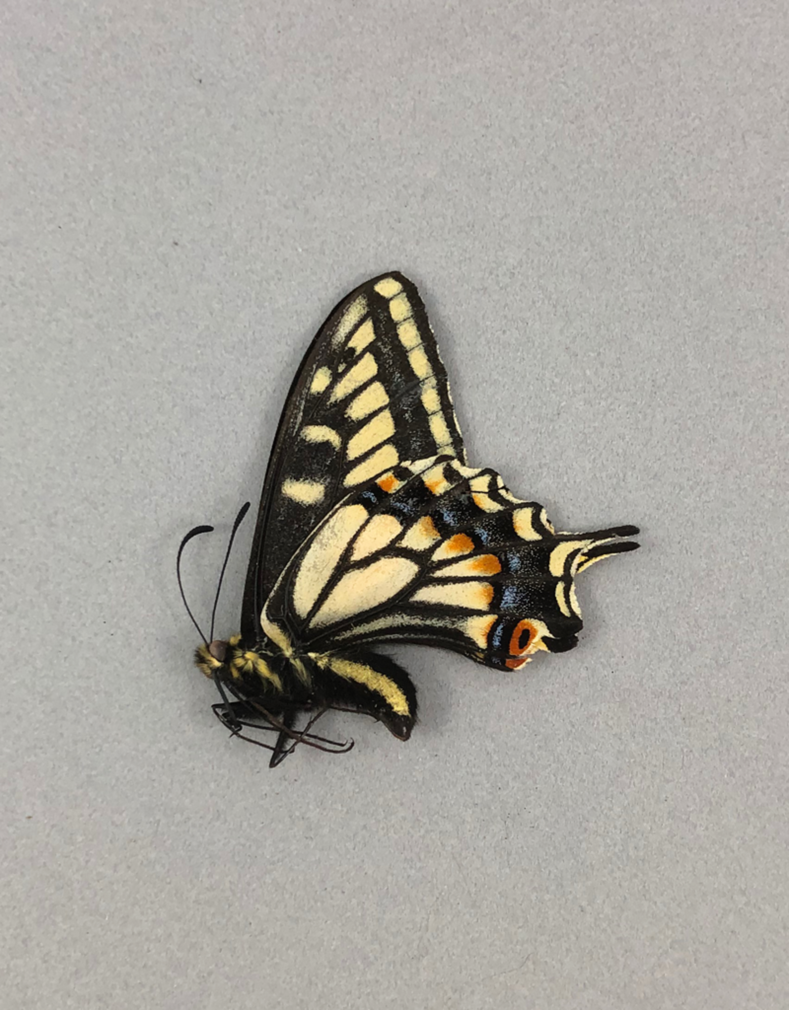 Papilio zelicaon M A1- Alberta, Canada