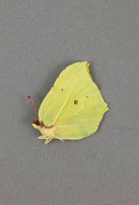 Gonepteryx farinosa M A1 Hatsavan, Armenia