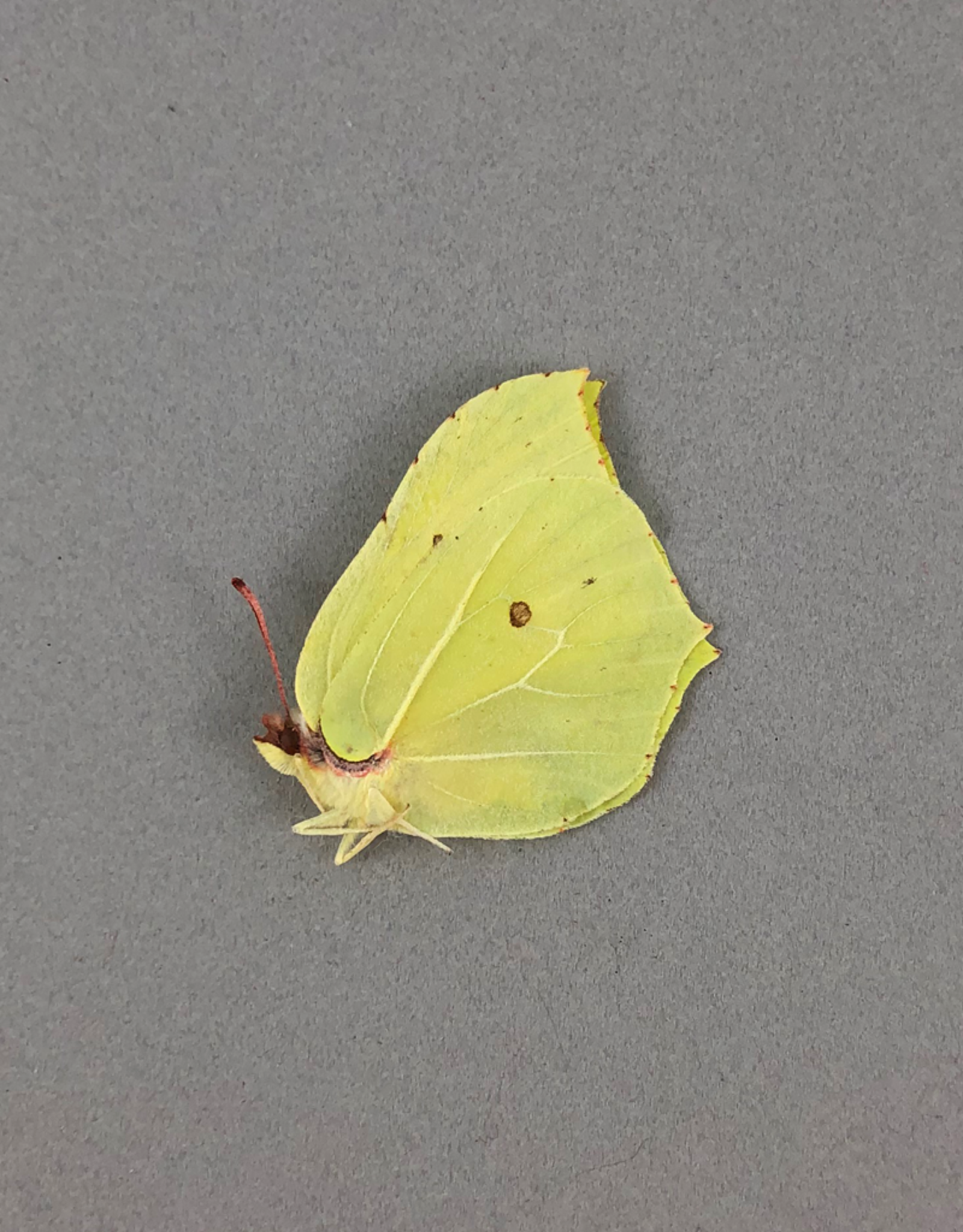 Gonepteryx farinosa M A1 Hatsavan, Armenia