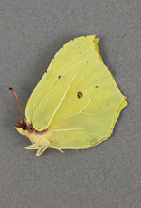 Gonepteryx farinosa M A1 Hatsavan, Armenia