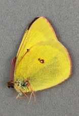 Colias gigantea mayi M A1 Alberta, Canada