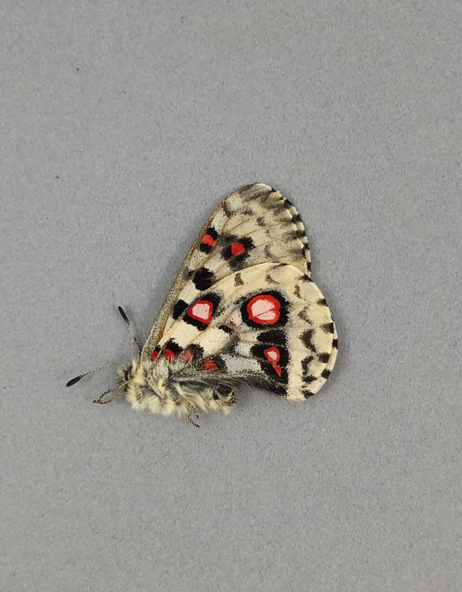 Parnassius nomion koiwayae F A1 Qinghai, China