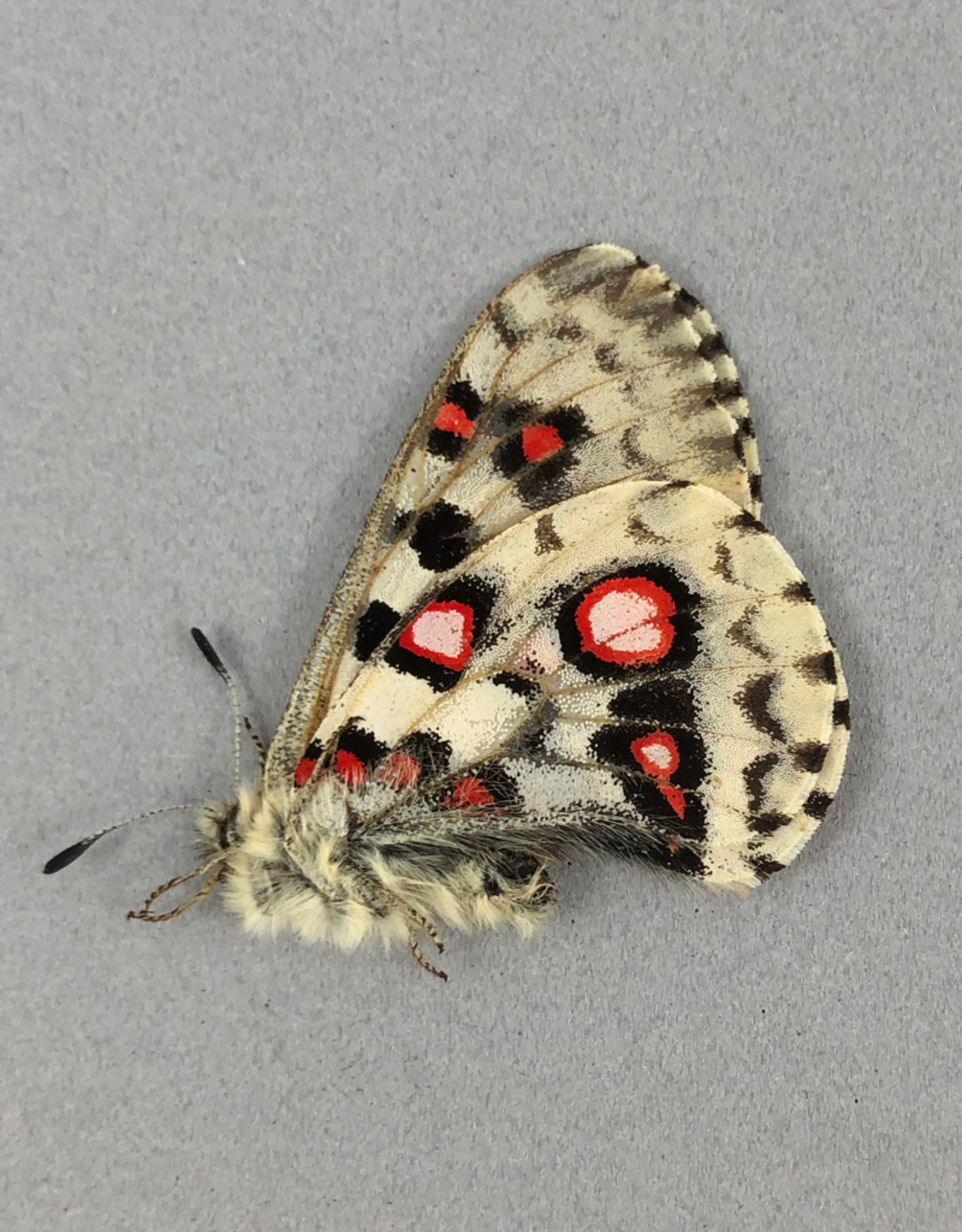 Parnassius nomion koiwayae F A1 Qinghai, China