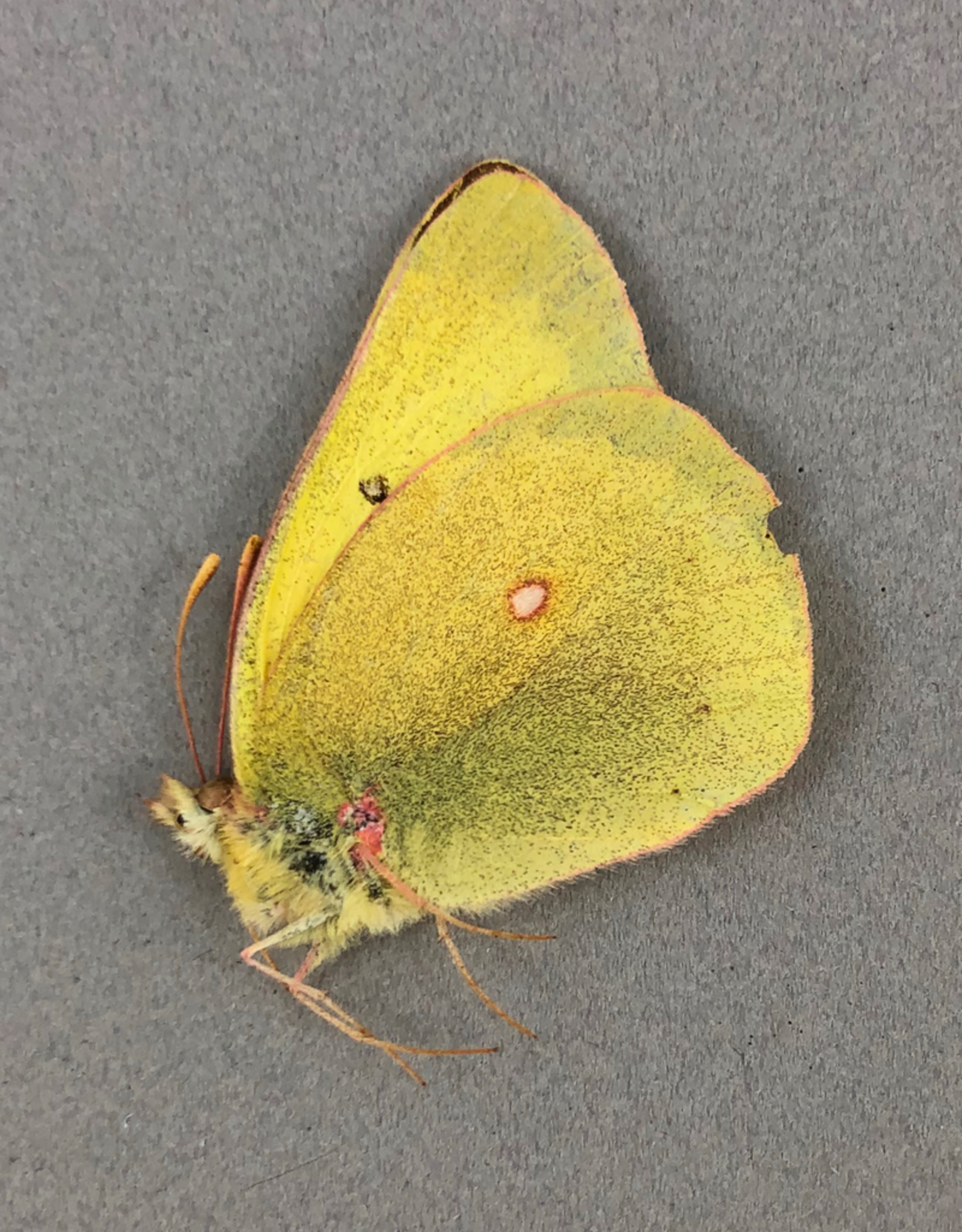 Colias alexandra pseudocolumbiens M A1- British Columbia, Canada