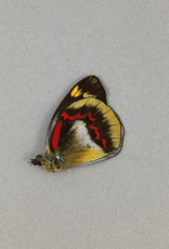 Delias joiceyi joiceyi M A1- Seram Island, Indonesia