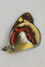 Delias joiceyi joiceyi M A1 Seram Island, Indonesia