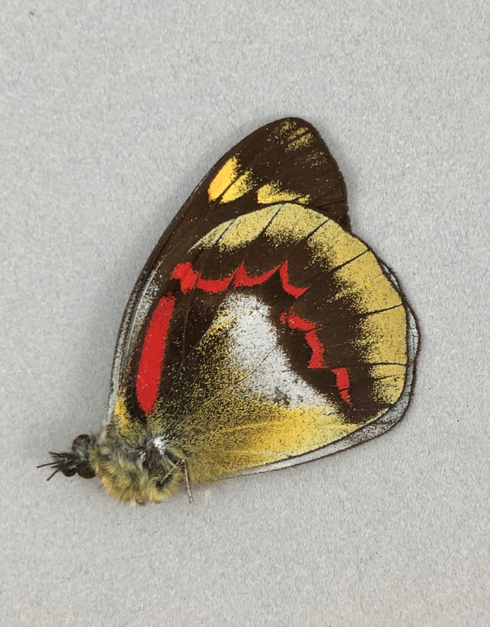 Delias joiceyi joiceyi M A1 Seram Island, Indonesia