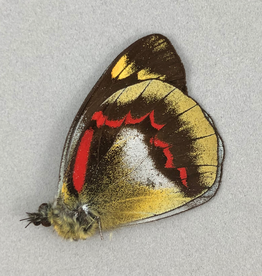 Delias joiceyi joiceyi M A1 Seram Island, Indonesia