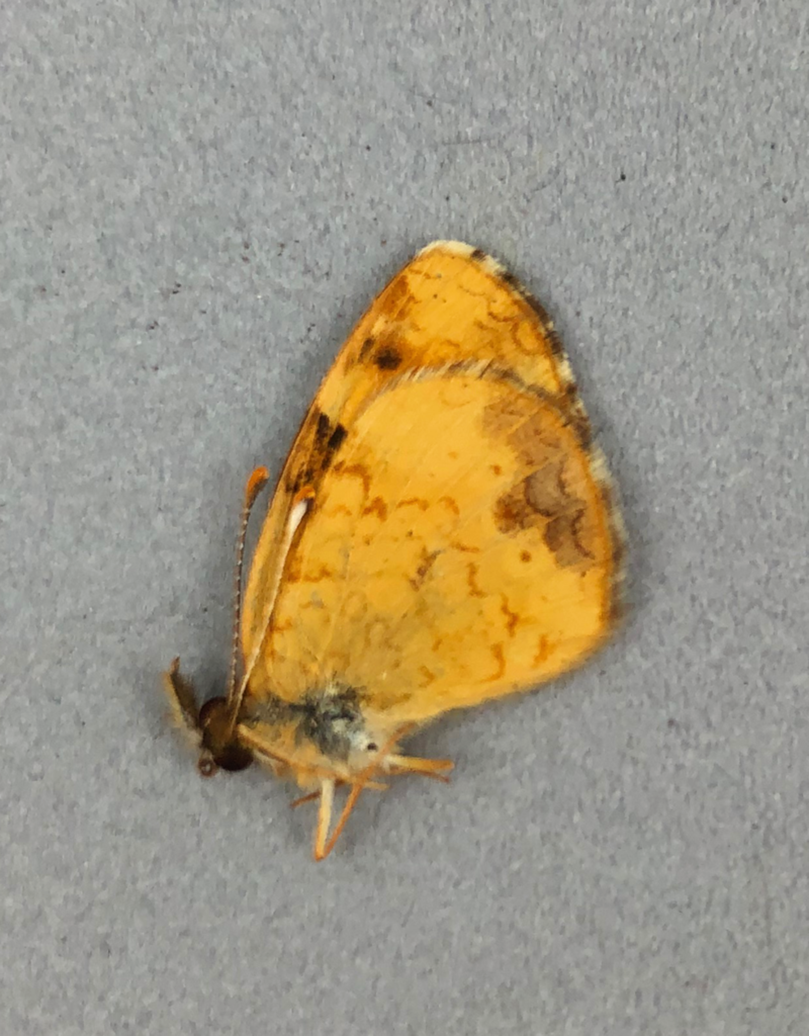 Phyciodes cocyta selenis M A1 Alberta, Canada